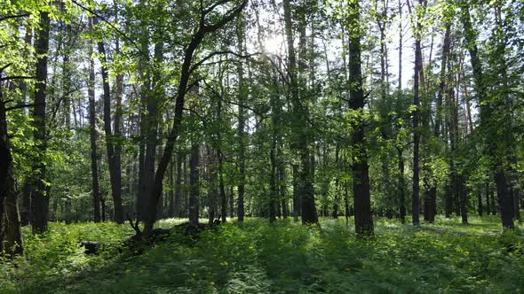 Summer Forest with Pine Trees Slow Motion