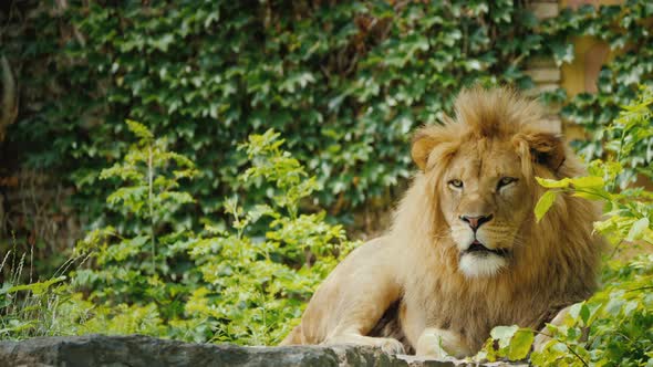 The Mighty Lion is Carefully Watching Its Territory Looking Forward