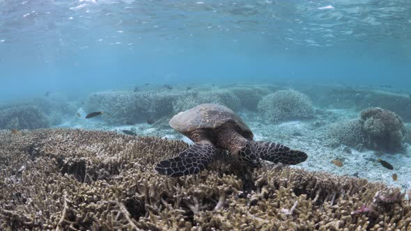 Animal behavior video of a Sea Turtle feeding on a coral reef in clear shallow waters. Underwater vi