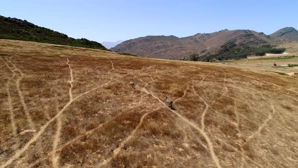 Zebras running on landscape