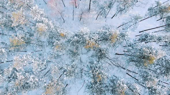 High Angle View of the Tall Trees in Forest Covered in Snow on Snowy Winter Day