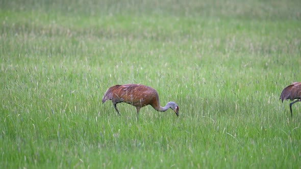 Two Sandhill Cranes grazing through green grassy field