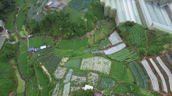 Cameron Highlands, Pahang Malaysia