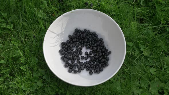 Blueberries