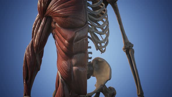 Muscular and Skeletal System of Human Body