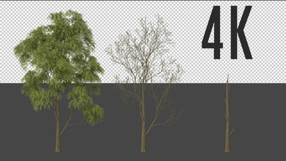 Ulmaceae Tree Growing alt