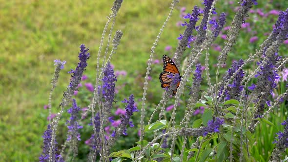 A monarch butterfly slaps its wings and flutters to a new flower.