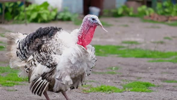 White Turkey Walking on the Farm Rural Landscape