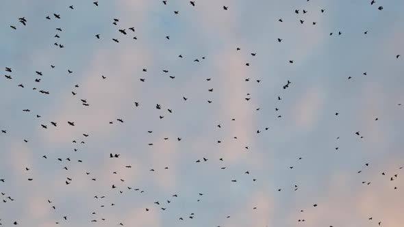 Large Flock of Birds Flying in Slow Motion