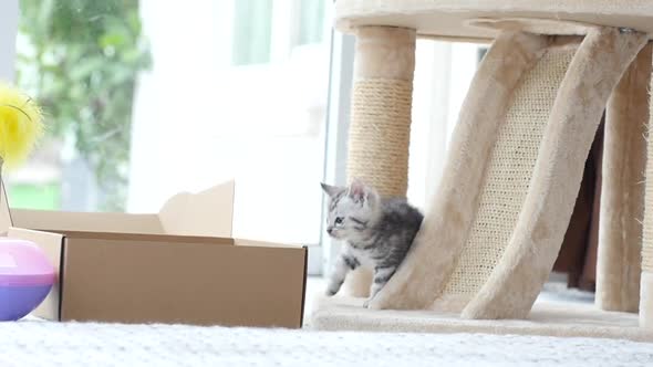 Cute Tabby Kitten Playing With Box Slow Motion