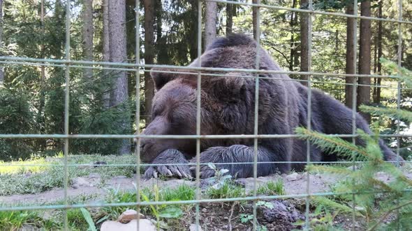 Brown Bear Lies Behind a Fence in a Nature Reserve on a Summer Day