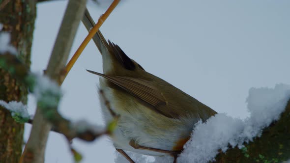 A small red breasted bird is looking at something from a tree then flies away