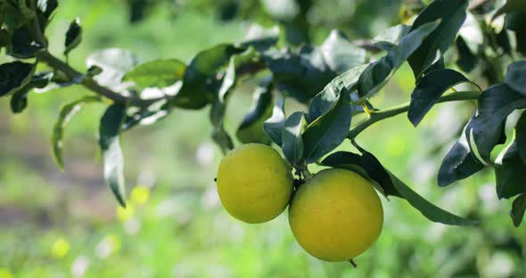 Bergamot Orange Essence in Calabria