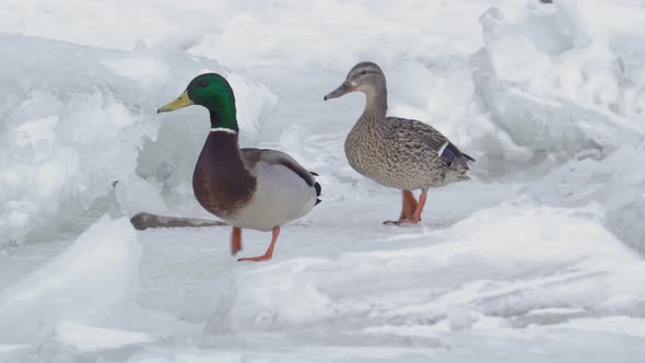 A pair of wild ducks on a frozen lake.