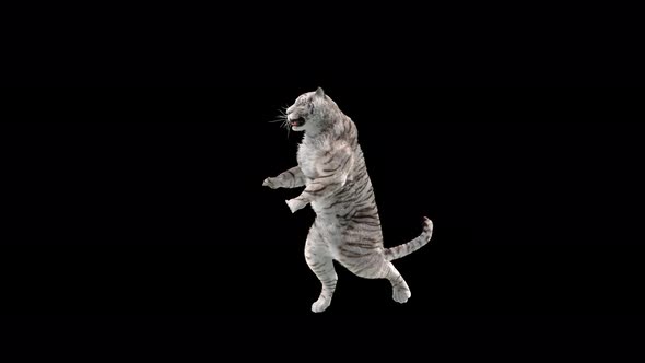 White Tiger Dancing 4K