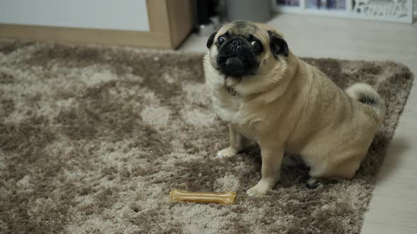 Closeup Portrait of a Pug Dog Growling and Indignant and Looking at the Camera