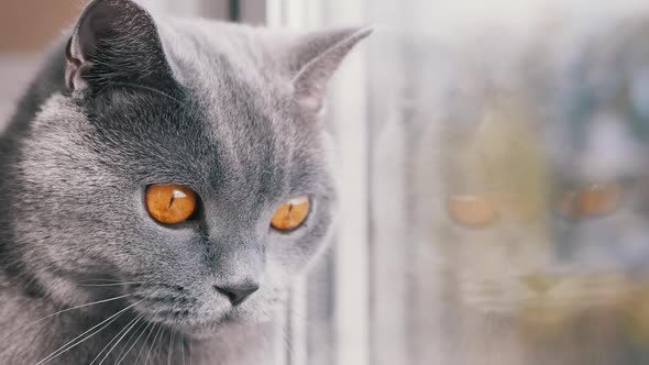 A Gray British Domestic Cat Looks Out Into the Street Through the Window