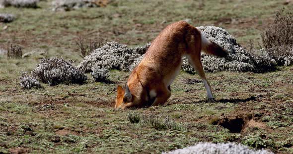 ethiopian wolf, Canis simensis, Ethiopia