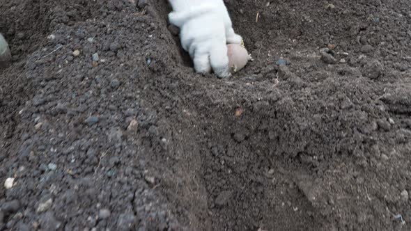 A Farmer Is Planting Potato Tubers in the Soil