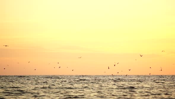 A Flock of Seagulls Fly and Fish in the Sea