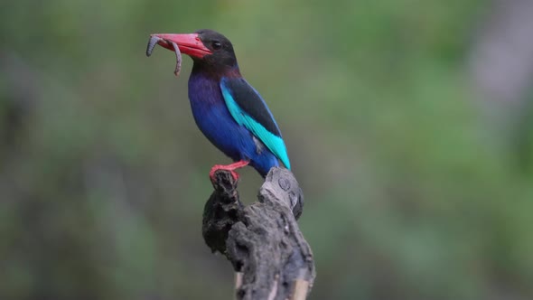 javan kingfisher is perching and eating worms