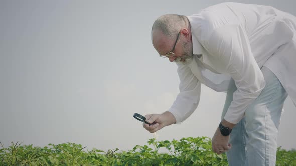 Agronomist inspecting potato seedlings