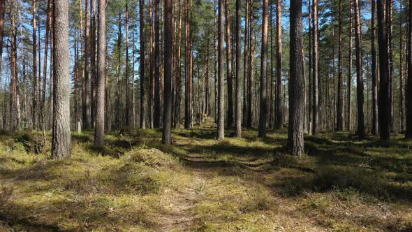 Beautiful landscape with Sunrise Sun at the Sunny Coniferous Forest