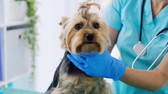 Woman Vet Examining Eyes of Yorkshire Terrier