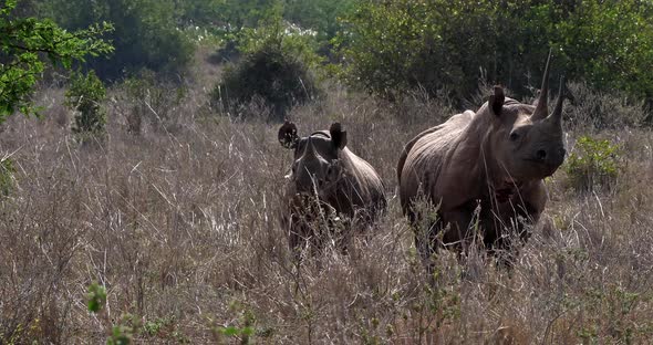 Black Rhinoceros, diceros bicornis, Female with Calf, Masai Mara Park in Kenya, Real Time 4K