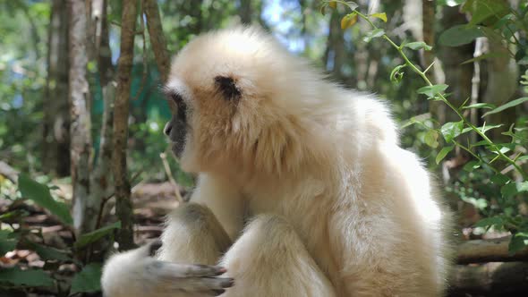 Gibbon in forest_Gibbon sitting on the ground_ White Gibbon Primate