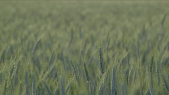 Close up shot of green field of barley. The camera tilts up and reveals trees in the background. the