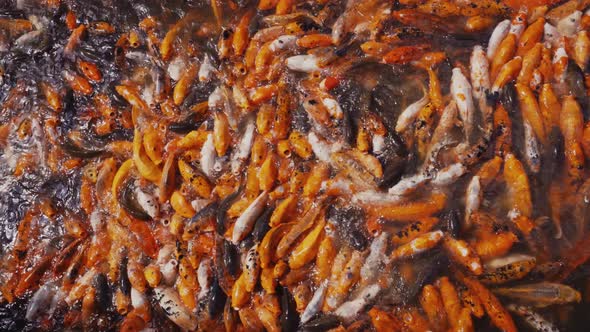 Heap of fish in water feeding with hunger