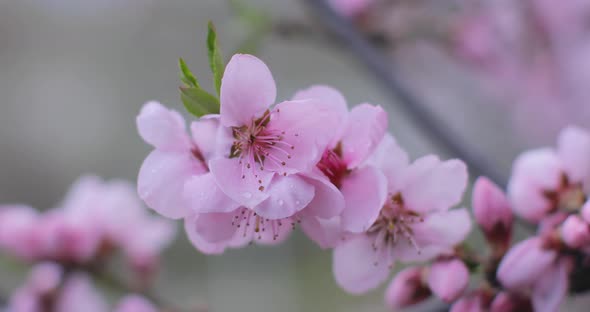 Zoom In Close up Shot of Cherry Blossoms in Full Bloom. Weeping cherry or peach tree