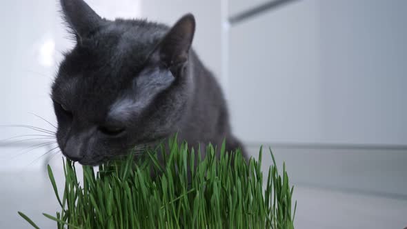 Gray Cat Eating Green Grass Grown in a Pot
