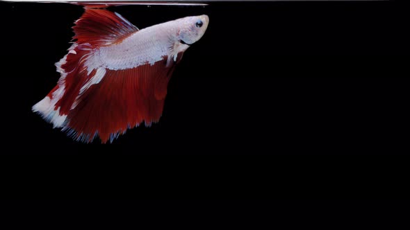 Siamese fighting fish (Betta splendens)