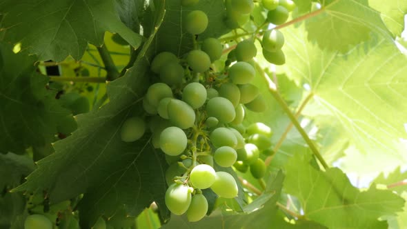Organic wine grapes on the vine green  fruit background 4K 2160p 30fps UltraHD footage - Vitis genus