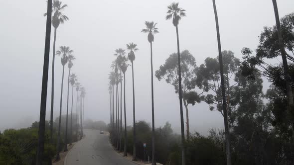 Aerial Of Palm Trees In The Fog