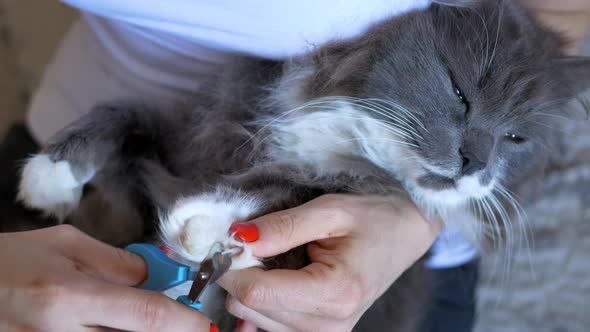 the Mistress Cuts the Claws on the White Legs of a Gray Cat