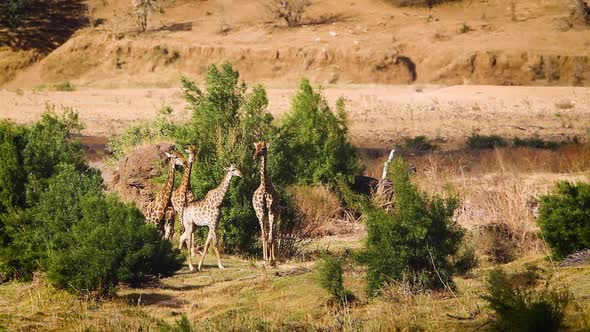 Giraffe in Kruger National park, South Africa