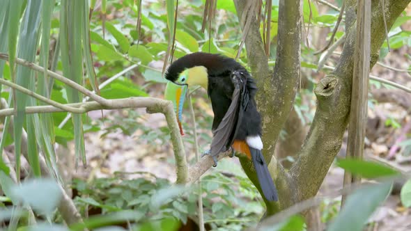 Exotic Keel-billed toucan, also known as sulfur-breasted toucan or rainbow-billed toucan, is a color