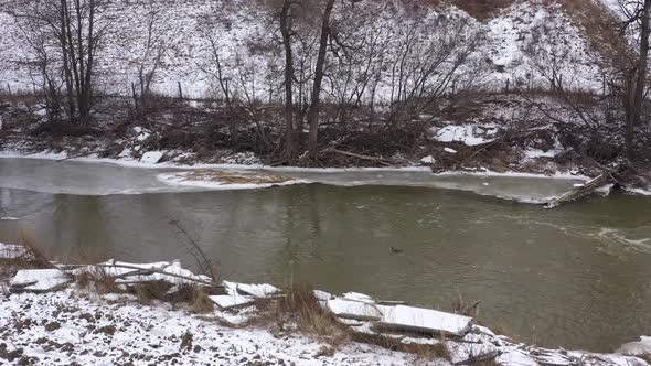 canadian goose floating alone in near frozen river