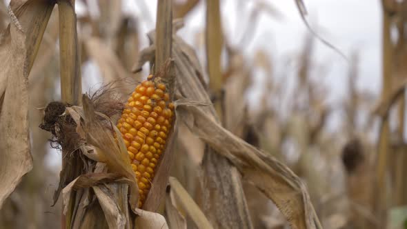 close-up view of a corn ear in the husk on a field.