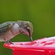 Hummingbird drinking from bird feeder in slow motion - VideoHive Item for Sale
