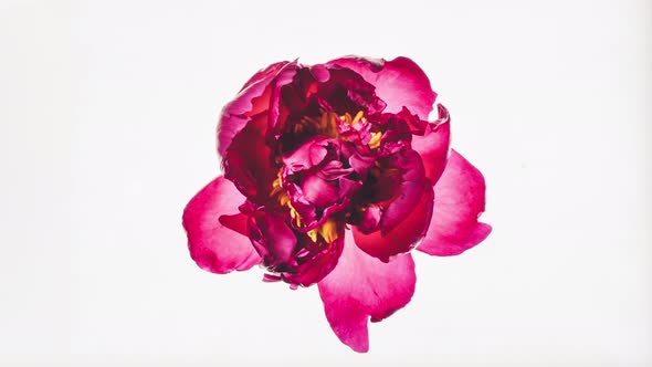 Beautiful Purple Peony on White Background