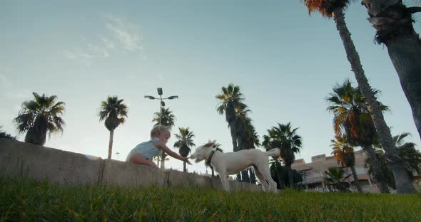 Baby Girl Crawls on All Fours with White Podendco Portuguese Dog in Public Park