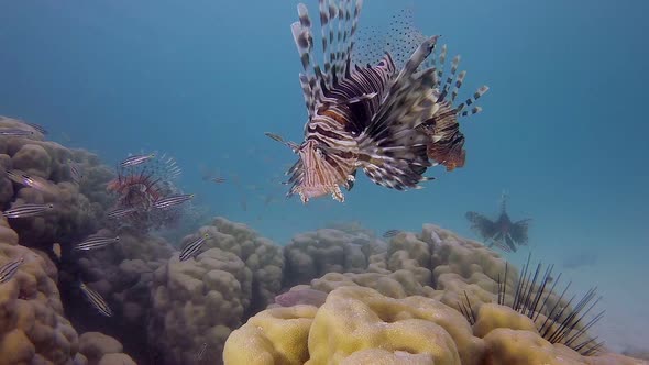 Beautiful Underwater World Lion-Fish