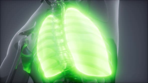 Human Lungs Radiology Exam alt