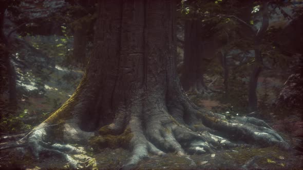 Old Trees with Lichen and Moss in Green Forest