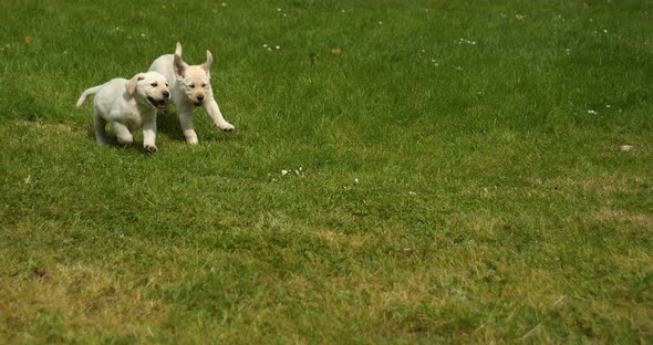 Yellow Labrador Retriever, Puppies running on the Lawn, Normandy in France, Slow Motion 4K