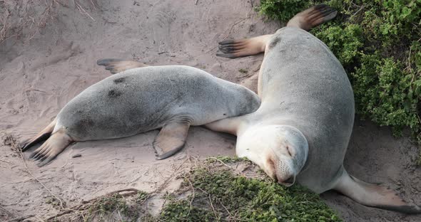 An Australian sea lion pup nurses from its restless mother in the sand dunes behind seal beach on Ka